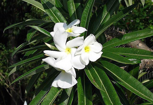 flores da palmeira-de-madagascar