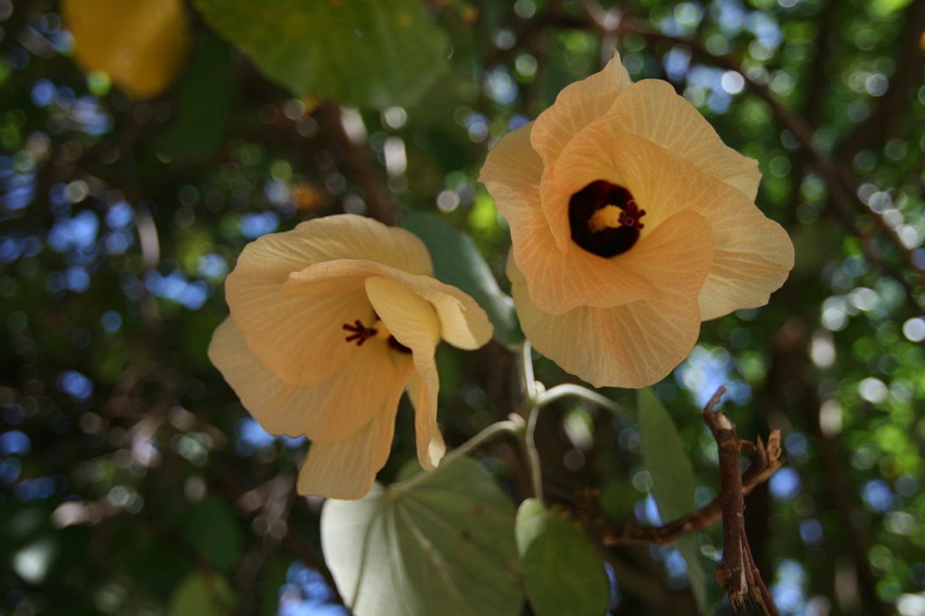 flores do algodoeiro