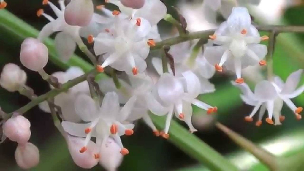 flores do aspargo densiflora