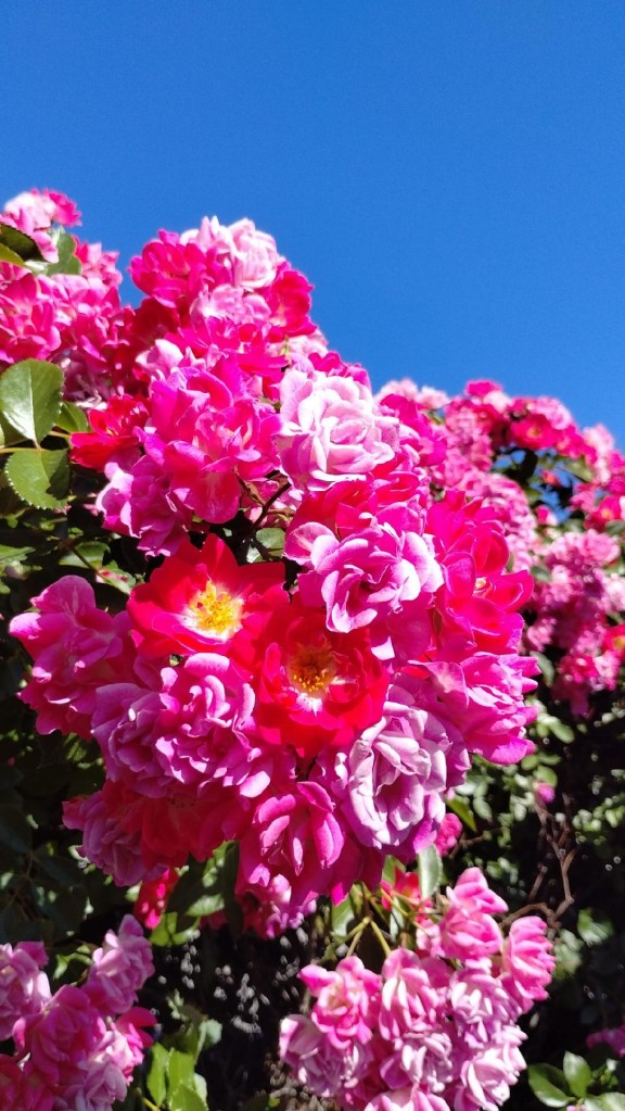 flores