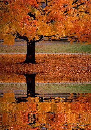 folhas no lago folhas no lago