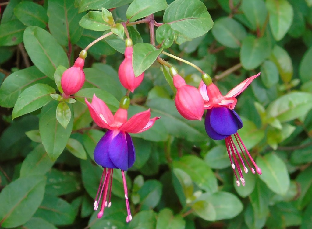 fucsia spp.