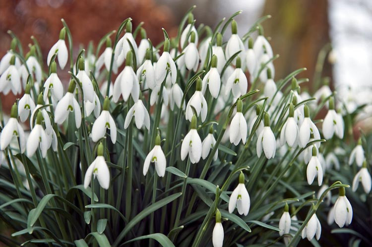 galanthus-nivalis-