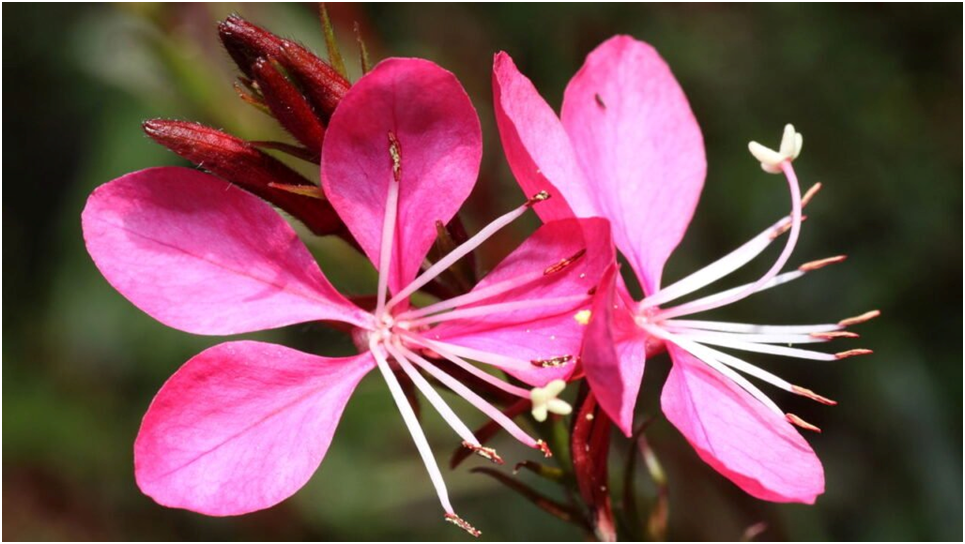 gaura