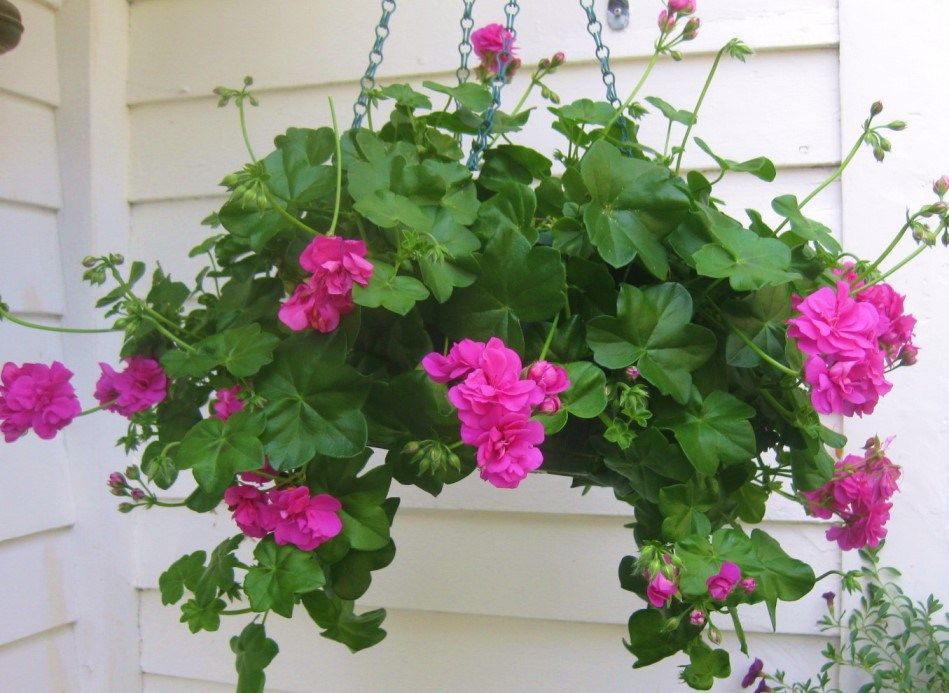 Saiba como plantar gerânios pendentes corretamente - PlantaSonya - O seu  blog sobre cultivo de plantas e flores