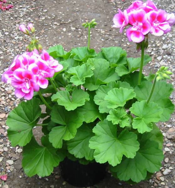 Características dos Gerânios (Geraniaceae) - PlantaSonya - O seu blog sobre  cultivo de plantas e flores