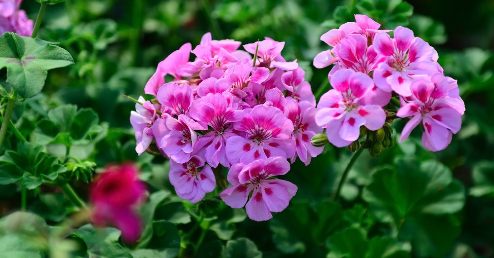 Cultivo do Gerânio - PlantaSonya - O seu blog sobre cultivo de plantas e  flores