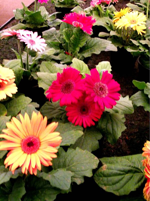 Como cuidar da linda e delicada Gérbera - PlantaSonya - O seu blog sobre  cultivo de plantas e flores