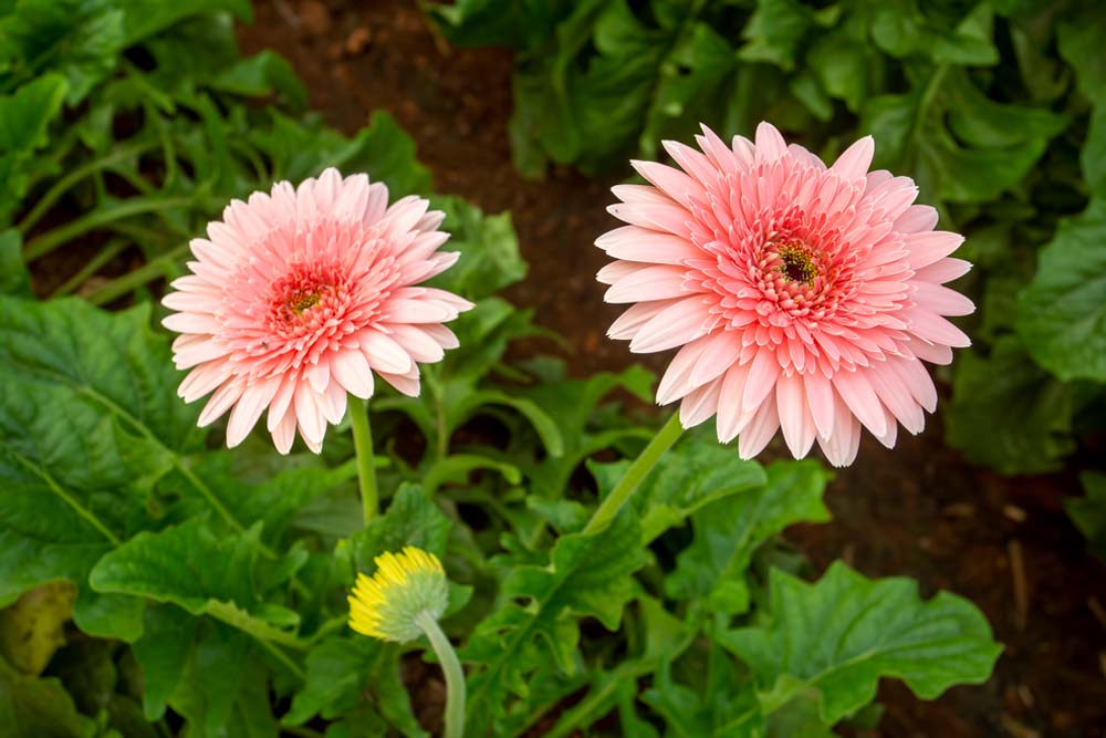 gerbera-3