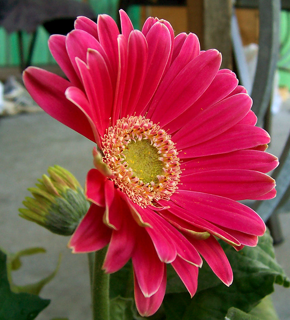 gerbera-vermelha