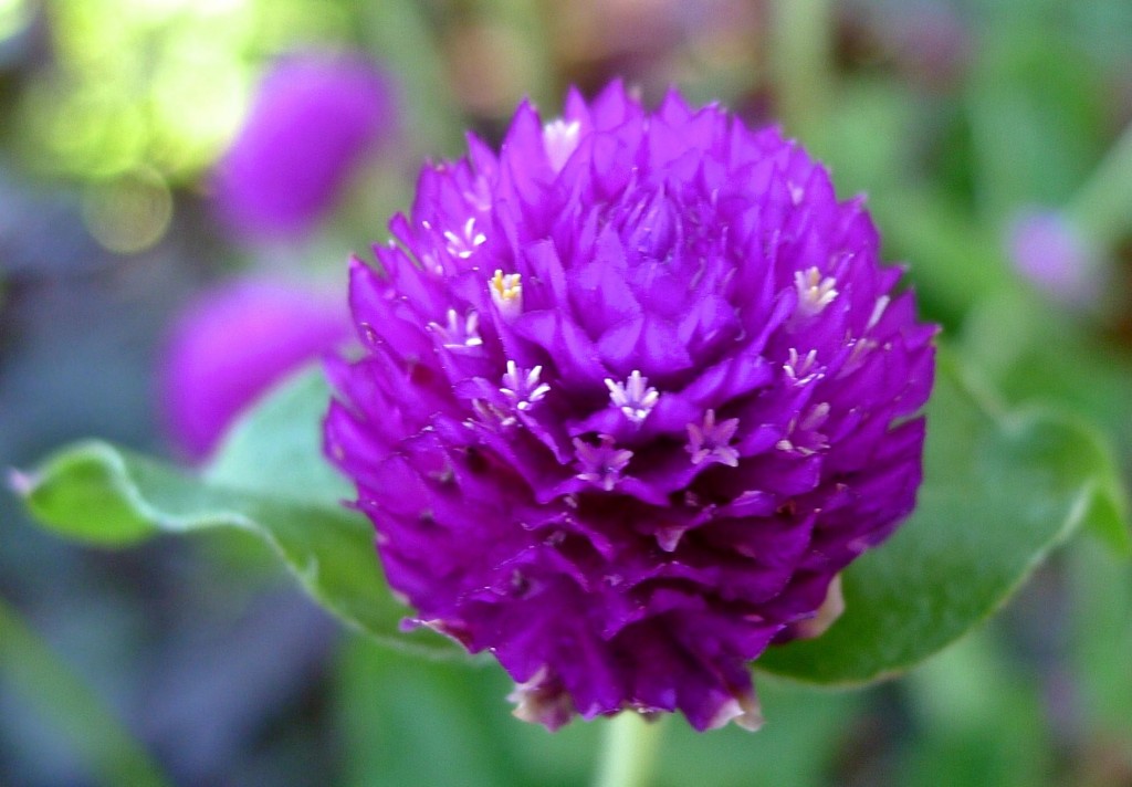 Globe Amaranth, Gomphrena globosa (Amaranthaceae) - 09