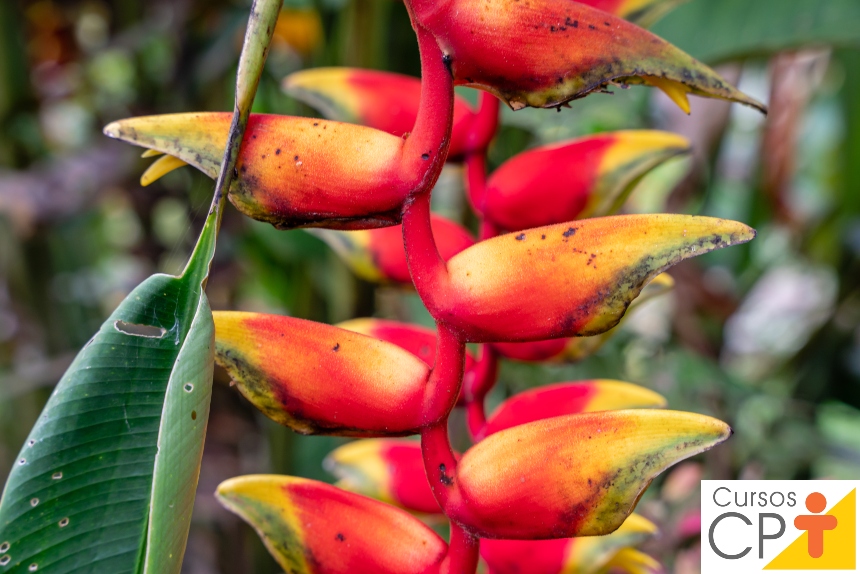 heliconias-com-mildio