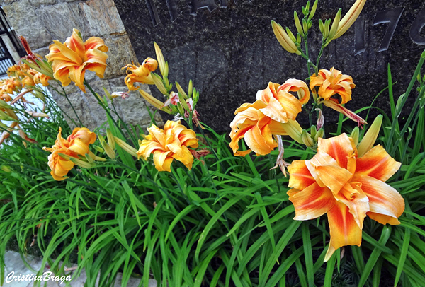 hemerocallis-1-2
