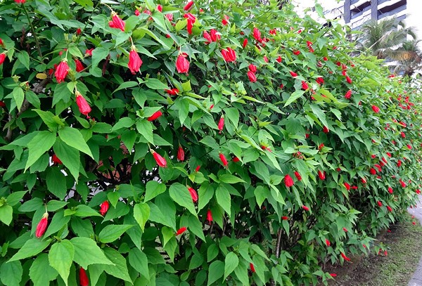 hibisco-colibri-malvaviscus-arboreus-