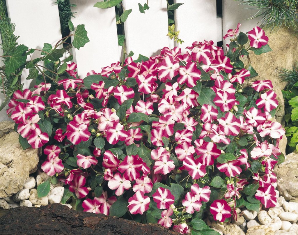 impatiens-walleriana1