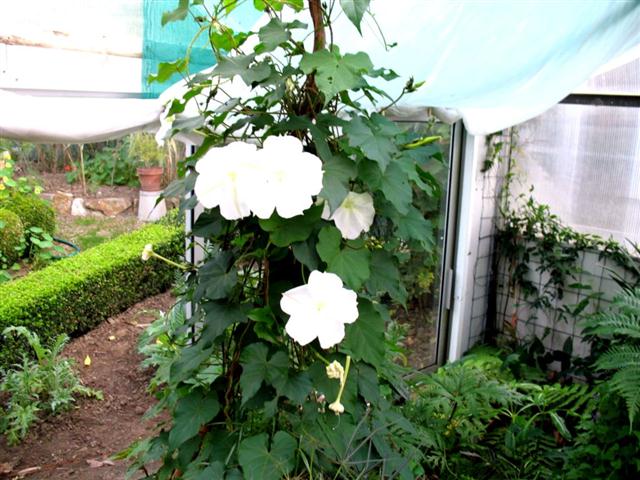 ipomea alba (Small)