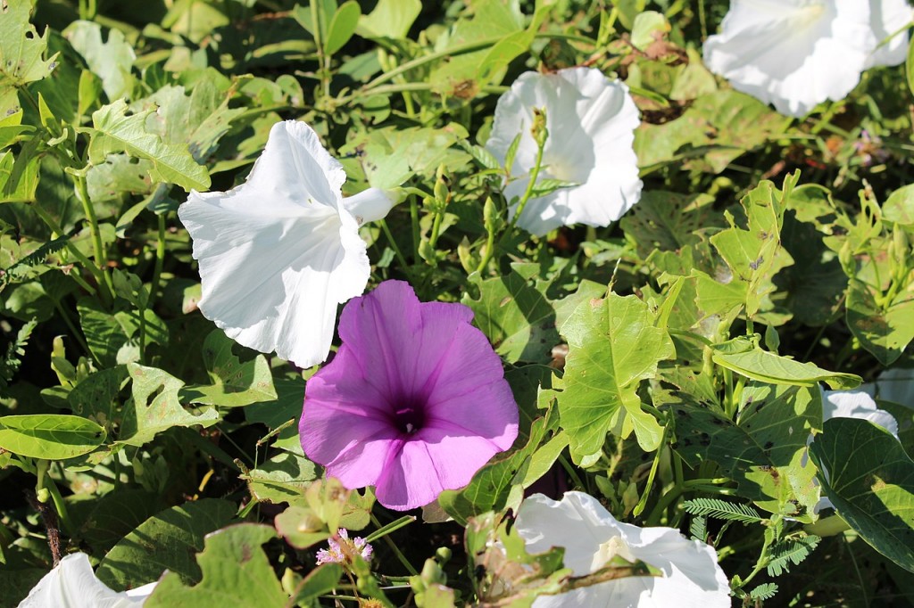 ipomoea branca e rosa