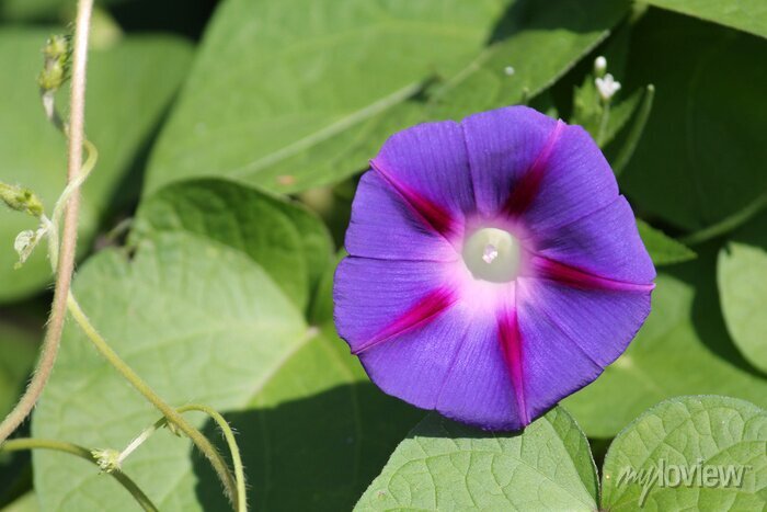 ipomoea púrpura
