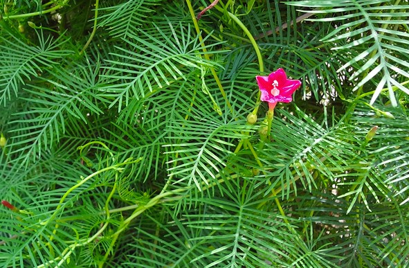 ipomoea-quamoclit-1-2