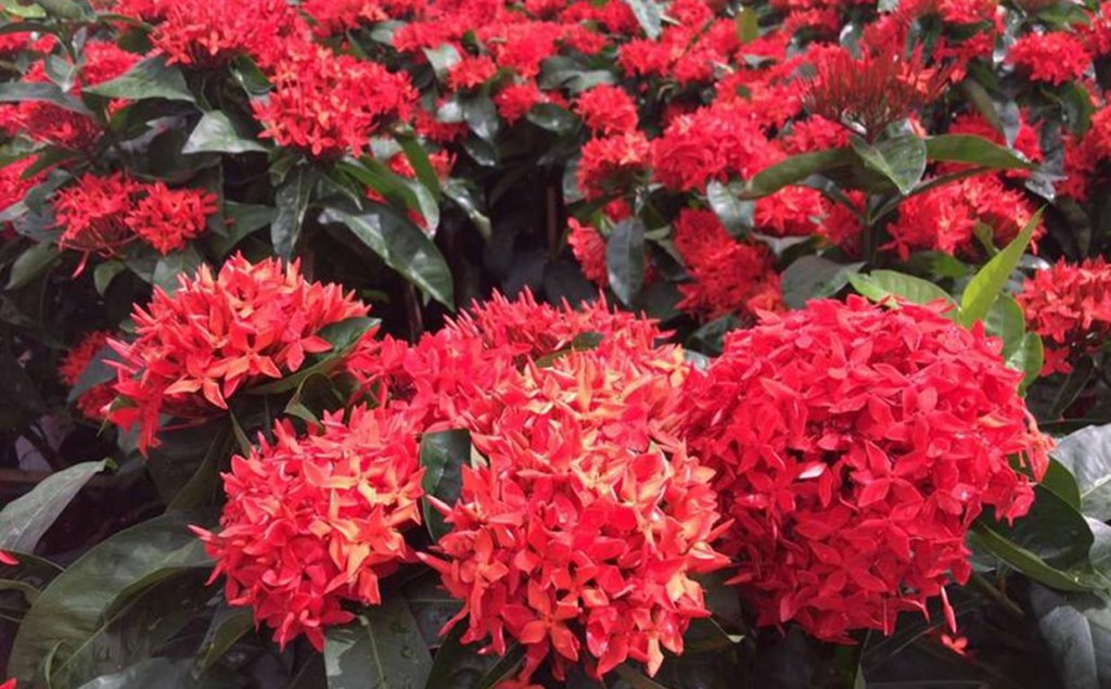 ixora africana