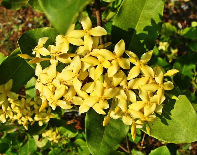 Características e cultivo da Ixora (Ixora coccinea) - PlantaSonya - O seu  blog sobre cultivo de plantas e flores
