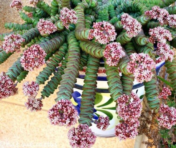 crassula perforata