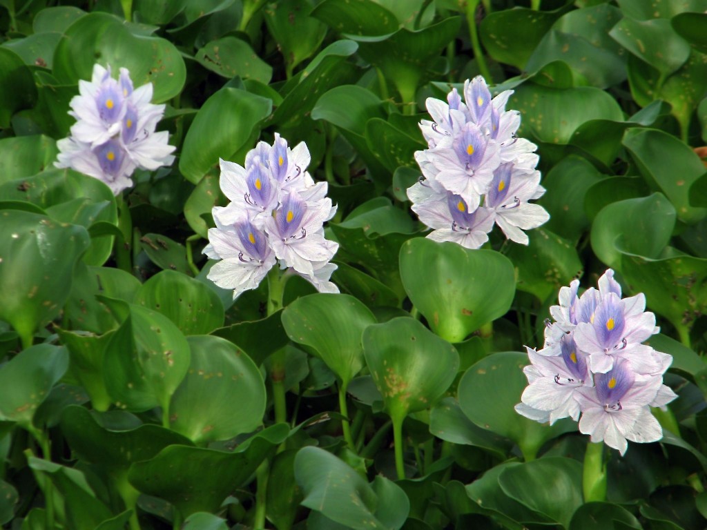 jacinto d'água jacinto d'água