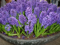 Cultivo do Jacinto (Hyacinthus orientalis) - PlantaSonya - O seu blog sobre  cultivo de plantas e flores