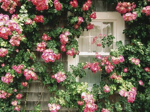 janela-floridona.jpg