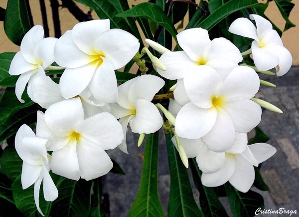 jasmim-do-caribe-plumeria-pudica-1-5