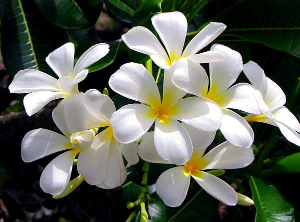 jasmim-manga-plumeria-rubra