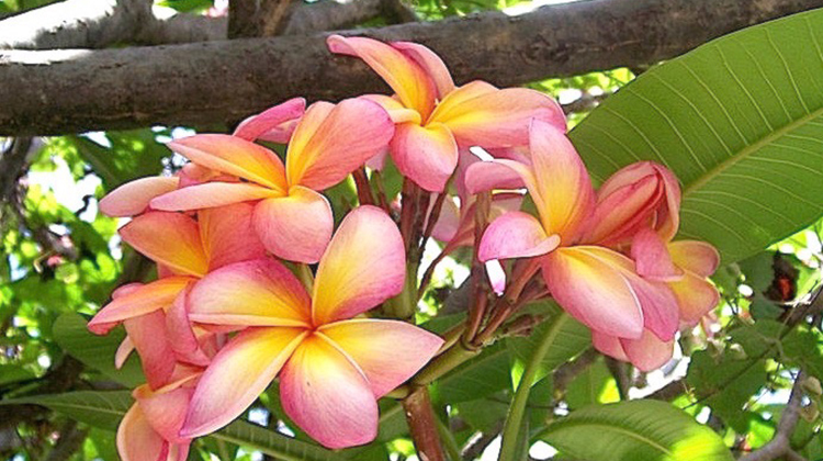 jasmim-manga2 jasmim-manga2