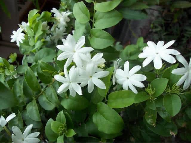 jasmin-china