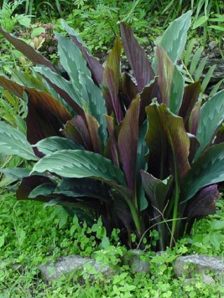 Cananga-do-Japão (Kaempferia rotunda) - PlantaSonya - O seu blog sobre  cultivo de plantas e flores