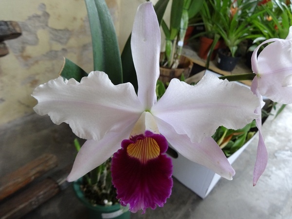 laelia-purpurata-0