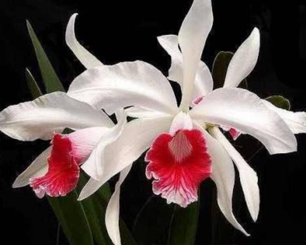 laelia purpurata