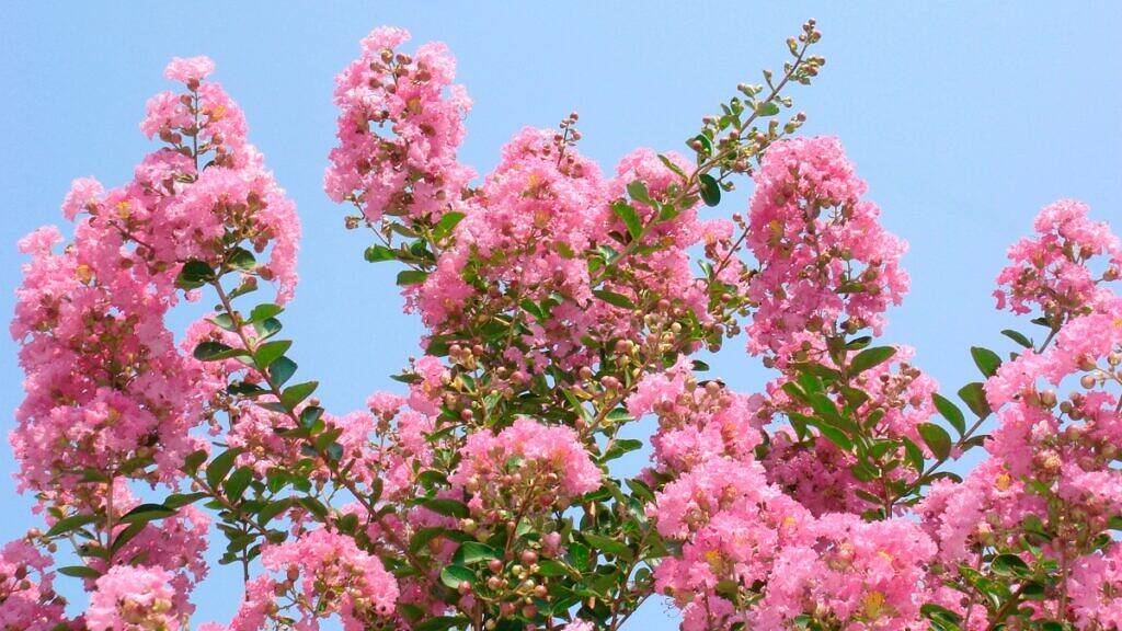 lagerstroemia-indica lagerstroemia-indica