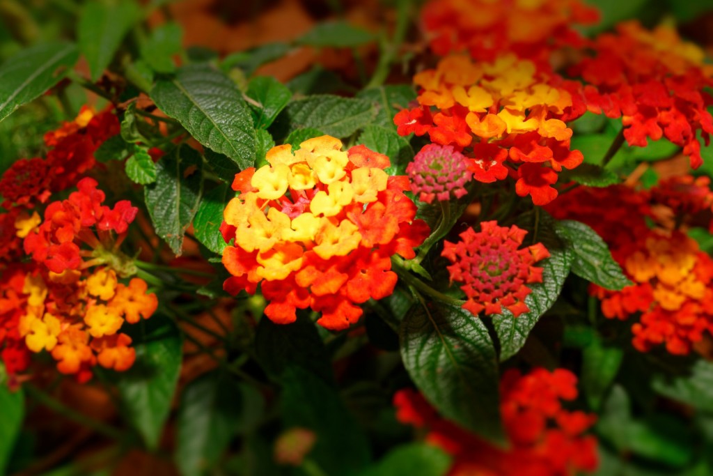 lantana camará