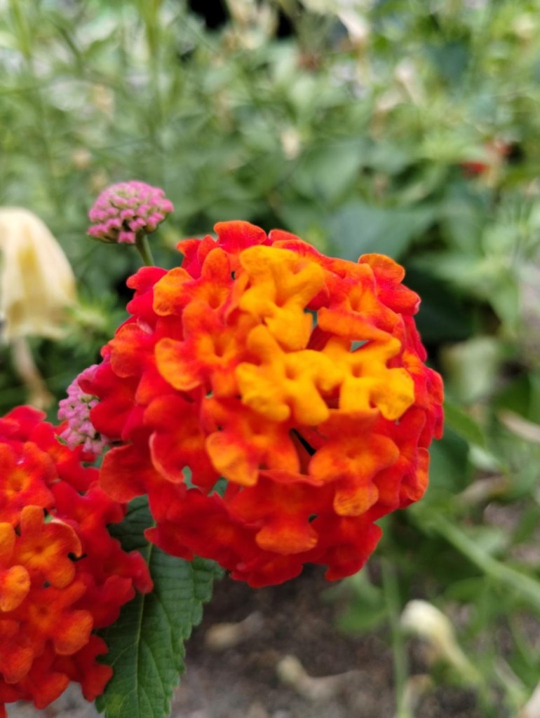 lantana