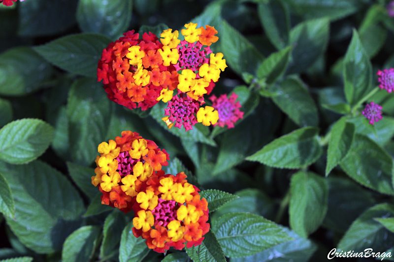 lantana