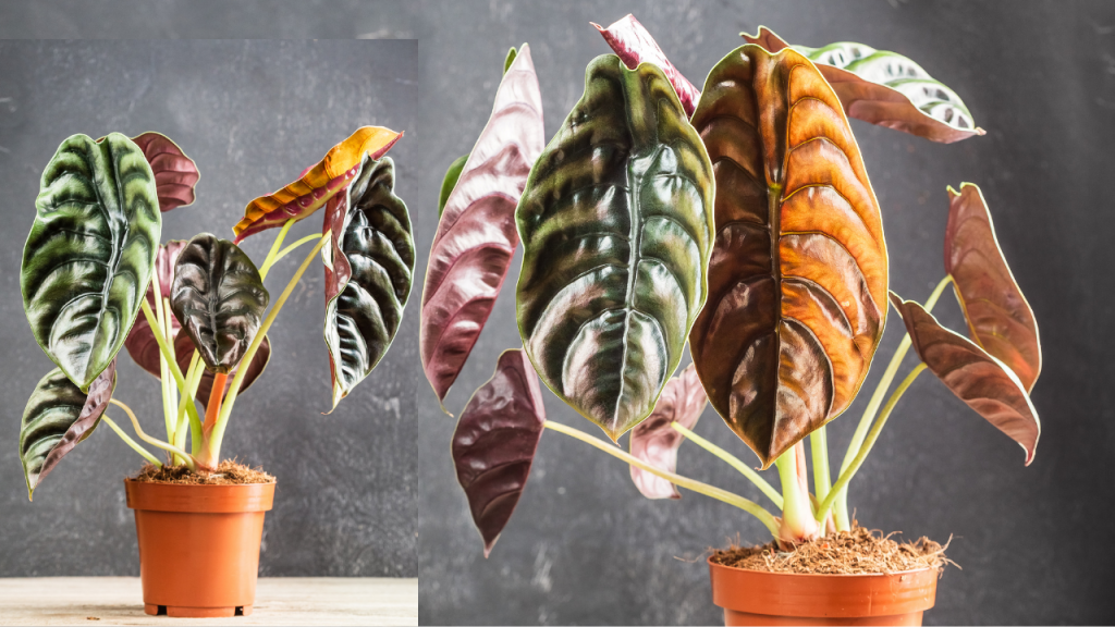 alocasia cuprea