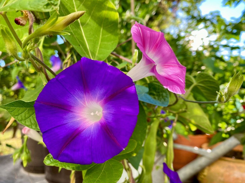 Ipomoea