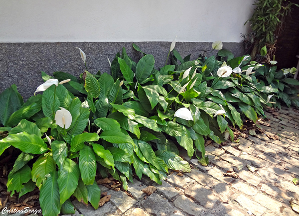 lirio-da-paz-spathiphyllum-wallisii-