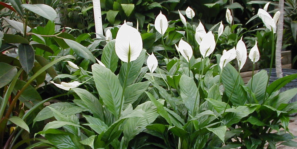Dicas de como fazer o Lírio-da-paz florescer - PlantaSonya - O seu blog  sobre cultivo de plantas e flores