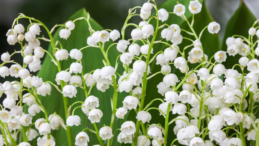 lirio-do-vale lirio-do-vale