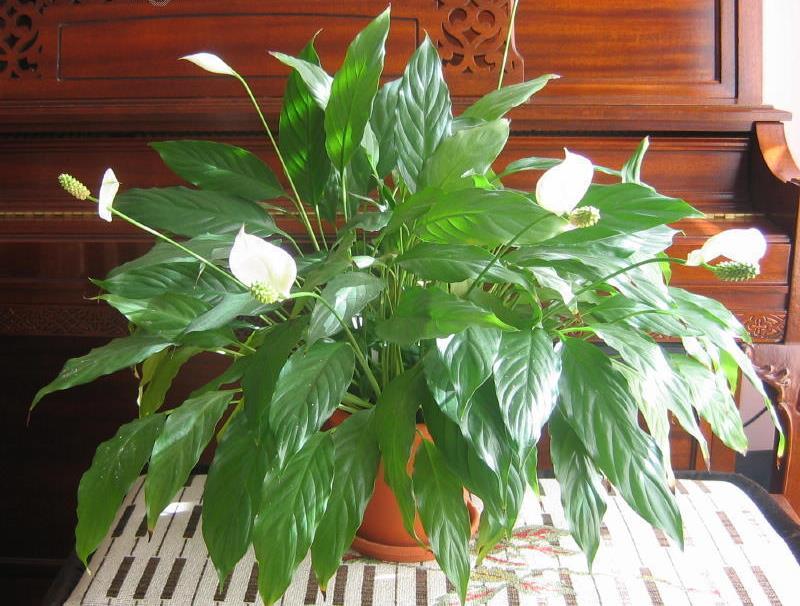 Cultivando o Lírio-da-paz (Spathiphyllum wallisii) - PlantaSonya - O seu  blog sobre cultivo de plantas e flores