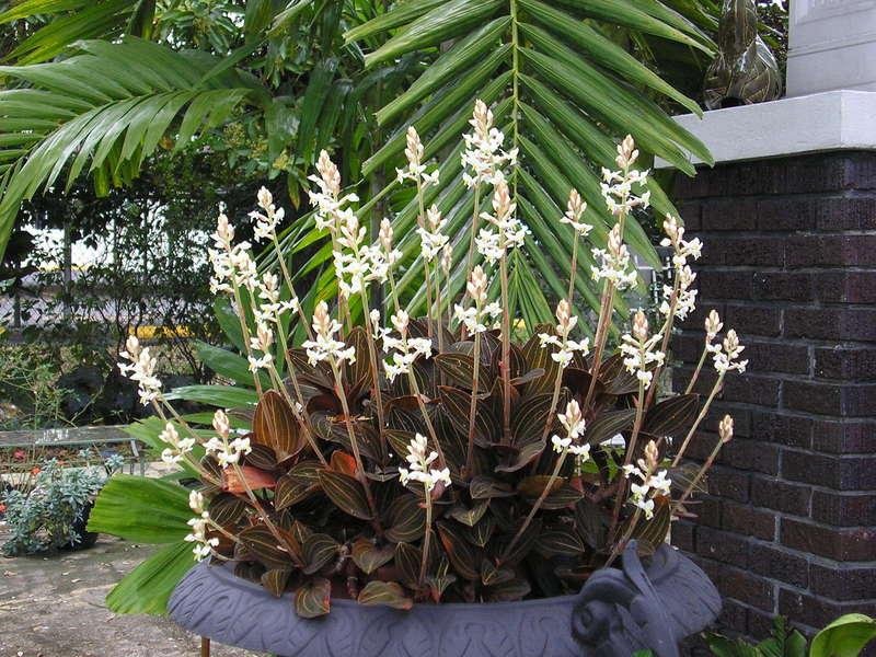 Características e cultivo da Orquídea Ludisia (Ludisia discolor) -  PlantaSonya - O seu blog sobre cultivo de plantas e flores