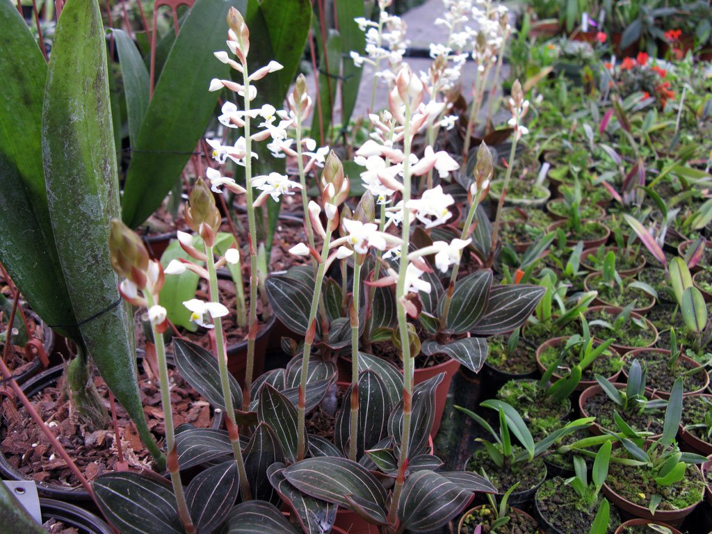 Características e cultivo da Orquídea Ludisia (Ludisia discolor) -  PlantaSonya - O seu blog sobre cultivo de plantas e flores