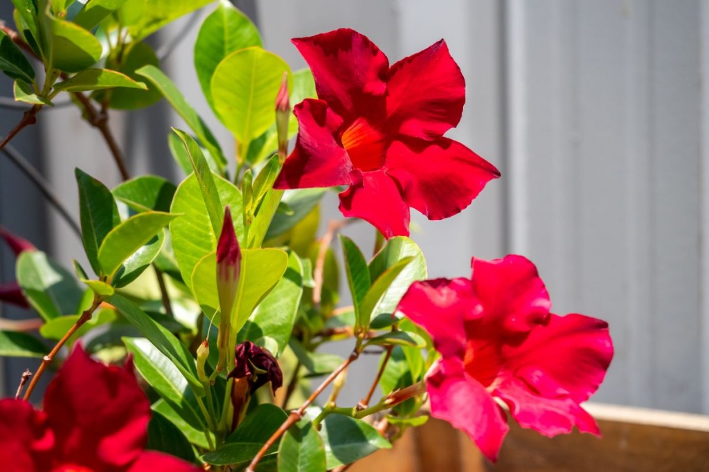 mandevilla-flores