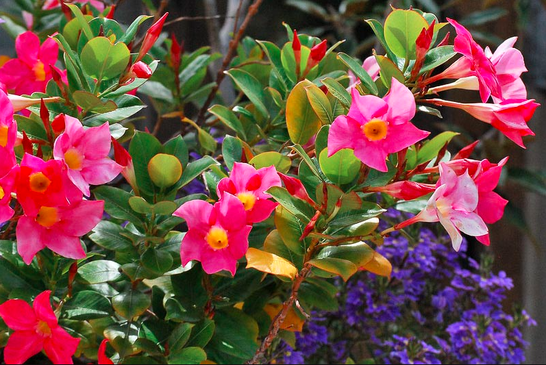 mandevilla-splendens